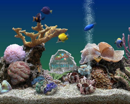 SereneScreen Marine Aquarium v 3. 2. 5991 (2011, ENG) скачать ... SereneScreen Marine Aquarium v 3. 2. 5991 (2011, ENG) скачать ...