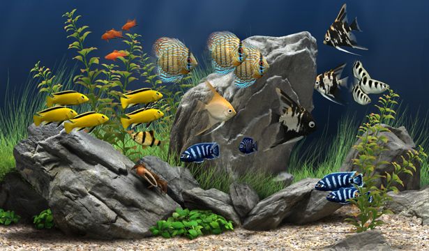 Dream aquarium на русском языке