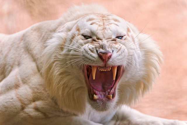 Красивые белые тигры