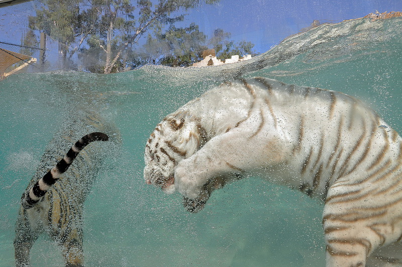 Красивые белые тигры