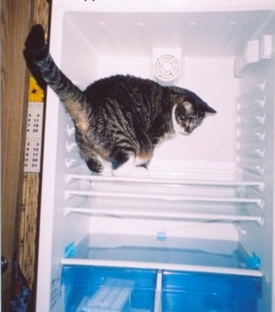 Коллекция фотографий котов в холодильниках