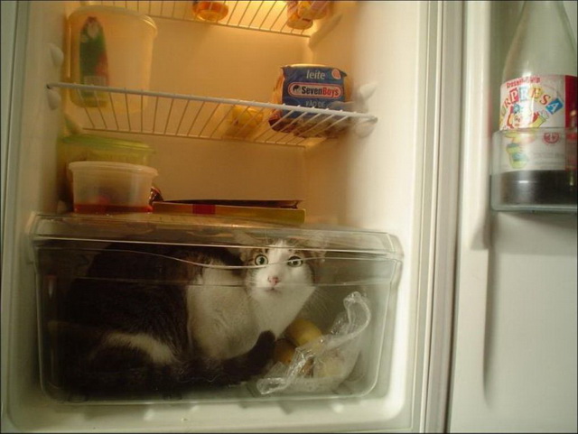 Коллекция фотографий котов в холодильниках