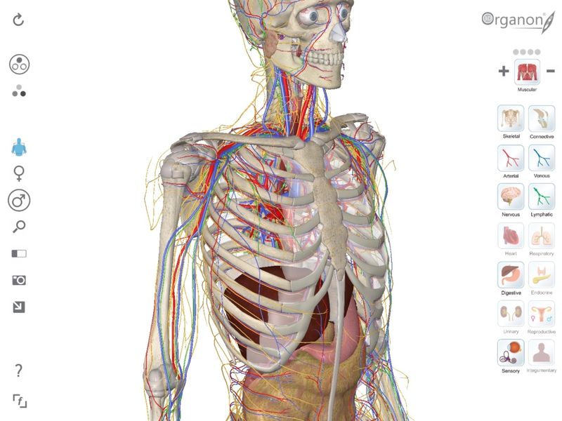   3D Organon Anatomy