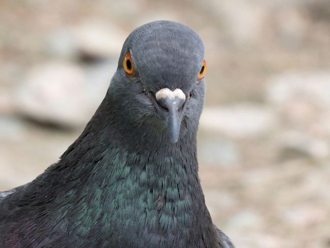 Серийный кормилец птиц получил крупный штраф за неоднократные правонарушения в Сингапуре