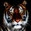 Tiger_2021