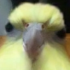 andrewaltair